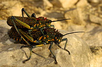 Giant painted locusts mating (Phymateus saxosus) Cap Sainte Marie Special Reserve on the southern most tip of MADAGASCAR.