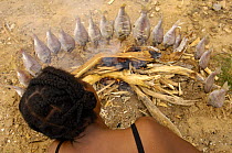 Antandroy woman smoke-drying fish. It has started to rain so these fish caught yesterday can not be sun-dried, Lavanono. Southern MADAGASCAR 2005