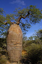 Bottle baobab tree (Adansonia rubrostipa) Tsimanampetsotsa Special Reserve. South-west desert area of MADAGASCAR