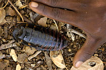 Giant armoured cockroach (Gromphadorhina sp?)  Lake Tsimanampetsotsa soda lake, Tsimanampetstsa National Park, SW MADAGASCAR   2005