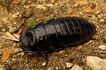 Giant armoured cockroach (Gromphadorhina sp?)  Lake Tsimanampetsotsa soda lake, Tsimanampetstsa National Park, SW MADAGASCAR