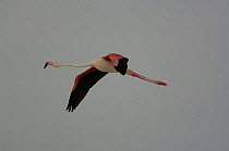 Greater flamingo (Phoenicopterus ruber) flying, Lake Tsimanampetsotsa soda lake, sw coast of MADAGASCAR