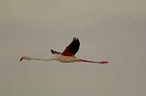 Greater flamingo (Phoenicopterus ruber) flying, Lake Tsimanampetsotsa soda lake, sw coast of MADAGASCAR.