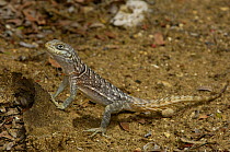 Iguanid lizard (Oplurus cyclurus) Tsimanampetsotsa Special Reserve. South-west desert of MADAGASCAR, endemic