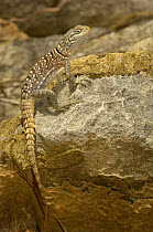 Iguanid lizard (Oplurus cyclurus) Tsimanampetsotsa Special Reserve. South-west desert of MADAGASCAR, endemic