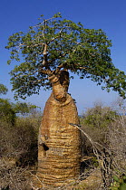 Baobab (Adansonia rubrostipa) Itampolo near Tsimanampetsotsa Special Reserve. South-west desert area of MADAGASCAR, endemic