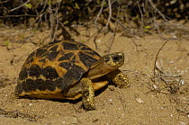Spider / Flat tailed tortoise (Pyxis arachnoides arachnoides) in 'spiny' forest between Itampolo village and entrance to Tsimanampetsotsa Reserve in south-west MADAGASCAR, endemic