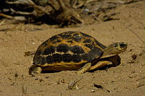 Spider / Flat tailed tortoise (Pyxis arachnoides arachnoides) in 'spiny' forest between Itampolo village and entrance to Tsimanampetsotsa Reserve in south-west MADAGASCAR, endemic