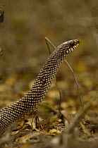 Colubrid snake (Leioheterodon geayi). Tsimanampetsotsa Special Reserve. MADAGASCAR