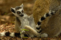 Ring-tailed lemur baby (Lemur catta) Beza mahafaly Special Reserve. South-western MADAGASCAR, endemic