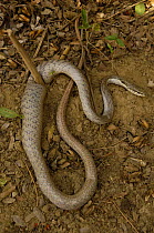 Snake killed by local people by driving a wooden stake through it. Beza Mahafaly Special Reserve. South-western MADAGASCAR 2005