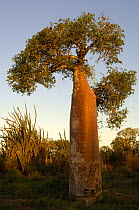 Baobab (Adansonia rubrostipa) Mangily near Ifaty. South-west subarid 'spiny' forest area of MADAGASCAR