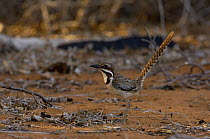 Long-tailed ground-roller (Uratelornis chimaera) Mangile near Ifaty. South-western MADAGASCAR, endemic