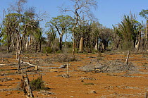 Arid spiny forest habitat distruction due to slash and burn for agriculture and charcoal. Mangily near Ifaty. South-western MADAGASCAR
