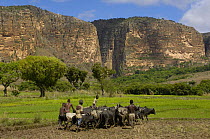Zebu cattle being used to trample rice paddies so that rice can be planted. Canyon des Makis (Ring-tailed lemur canyon) on left and Canyon des Rats on the right cutting into the sandstone rocks. Isalo...