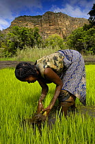 Woman working in rice paddy in National Park. Sandstone Massif seen in the background. Isalo National Park, MADAGASCAR   2005