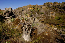 Elephant's foot plant (Pachypodium lameri) with Sandstone Massif of Isalo National Park in background. MADAGASCAR