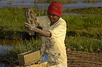 Woman making bricks from mud. They will then be sun-dried before being stacked and fired. Antananarivo city. Highlands of MADAGASCAR 2005