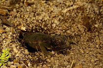Jewel chameleon (Chamaeleo / Furcifer lateralis) laying eggs in the sand. Zombitse Reserve (high plateau between Isalo National Park and Tulear) MADAGASCAR.