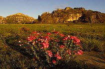 Isalo National Park with Rosy periwinkle (Catharanthus roseus) in bloom in foreground and  Sandstone Massif in background, MADAGASCAR