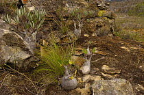 Elephant's foot plants (Pachypodium sp) Isalo National Park, MADAGASCAR, endemic