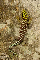 Madagascan day gecko {Phelsuma madagascariensis} Madagascar