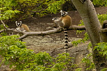 Ring-tailed lemurs (Lemur catta) sitting in tree,  near Andringitra mountains. South-central MADAGASCAR, endemic