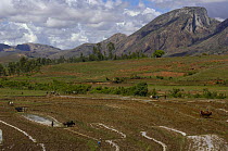 Betsileo people ploughing rice paddies with zebu cattle, near Ambalavao town. South-central highlands of MADAGASCAR   2005