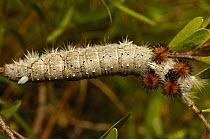 Wild Silkworm caterpillar {Borocera madagascariensis} Sandstone Massif. Isalo National Park, MADAGASCAR.