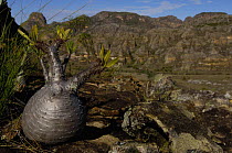 Elephant's foot plant (Pachypodium horombensis) Isalo National Park, MADAGASCAR, endemic