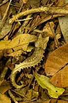 Thumb-nail / dwarf chameleon (Brookesia stumpffi) Montagne d'Ambre National Park, rainforest, Northern MADAGASCAR, endemic