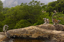 Ring-tailed lemurs (Lemur catta) near Andringitra mountains. South-central MADAGASCAR, endemic