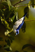 Blue vanga- feeding (Cyanolanius madagascarinus) Ankarana Special Reserve. nw MADAGASCAR