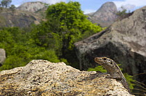 Plated / Girdle-tailed lizard (Zonosaurus laticaudatus) near Andringitra mountains. South-central MADAGASCAR, endemic