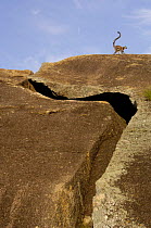 Ring-tailed lemur (Lemur catta) walking along ridge beside rock cleft, near Andringitra mountains. South-central MADAGASCAR, endemic