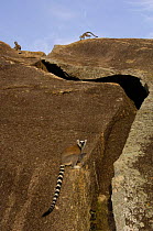 Ring-tailed lemur (Lemur catta) beside rock cleft, near Andringitra mountains. South-central MADAGASCAR, endemic