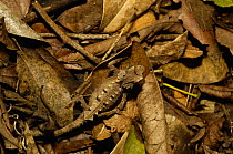 Thumb-nail / Stump tailed / dwarf chameleon (Brookesia decaryi) camouflaged in leaf litter, near Andringitra Massif, South-central MADAGASCAR, endemic