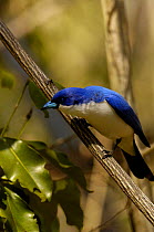 Blue vanga (Cyanolanius madagascarinus) Ankarana Special Reserve. nw MADAGASCAR
