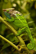 O'shaughnessy's chameleon (Calumma oshaughnessyi)  male in bright breeding colours, Andohahela National Park, MADAGASCAR, endemic