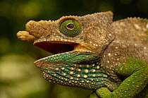 O'shaughnessy's chameleon (Calumma oshaughnessyi)  male in breeding colours, Andohahela National Park, MADAGASCAR, endemic