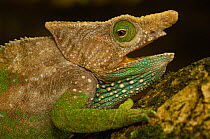 O'shaughnessy's chameleon (Calumma oshaughnessyi)  male in bright breeding colours, Andohahela National Park, MADAGASCAR, endemic