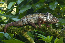 Oustalet's chameleon (Furcifer oustaleti) in tree, Western and central MADAGASCAR, endemic