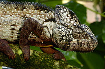 Oustalet's chameleon (Furcifer oustaleti) Western and central MADAGASCAR, endemic