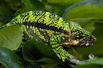 Globular / Globe headed chameleon (Calumma globifer) eastern forest within the Anjozorabo corridor to Ranamofana National Park, MADAGASCAR, endemic