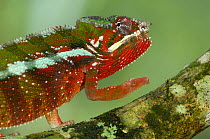 Panther chameleon (Chamaeleo / Furcifer pardalis) male with bright breeding colours, Tamatave, Eastern rainforest, MADAGASCAR