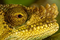 Parson's chameleon (Calumma / Chamaeleo parsonii parsonii) male, eastern rainforests from Ranomafana National Park south to Andohahela. MADAGASCAR, endemic