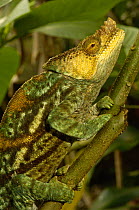 Parson's chameleon (Calumma / Chamaeleo parsonii parsonii) male, eastern rainforests from Ranomafana National Park south to Andohahela. MADAGASCAR, endemic