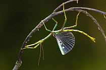 Stick insect (Phasma chrysoptera) displaying, Eastern rainforest, MADAGASCAR endemic