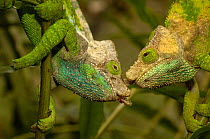 O'shaughnessy's chameleon (Calumma oshaughnessyi)  males fighting, Andohahela National Park, MADAGASCAR, endemic