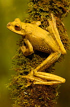 White-lipped tree frog (Boophis albilabris albilabris) male, rainforest, NE MADAGASCAR, endemic